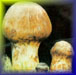 www.nease.net/~stc/mushroom.jpg